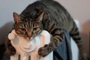 Можно ли бесплатно утеплить наружные стены собственной квартиры — ответили в ЖКХ