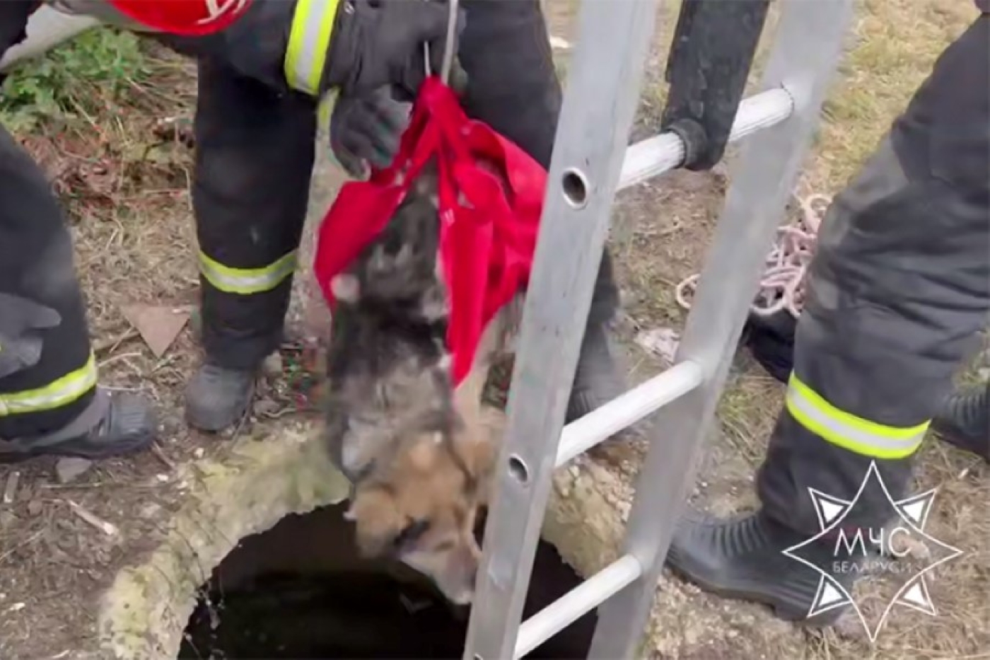 В Минском районе курсанты МЧС спасли упавшую в колодец собаку