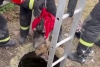 В Минском районе курсанты МЧС спасли упавшую в колодец собаку