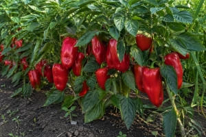 Делаем немецкие "ленивые" грядки, а не как бабушка: урожай перцев в 2 раза больше без перекопки и прополки