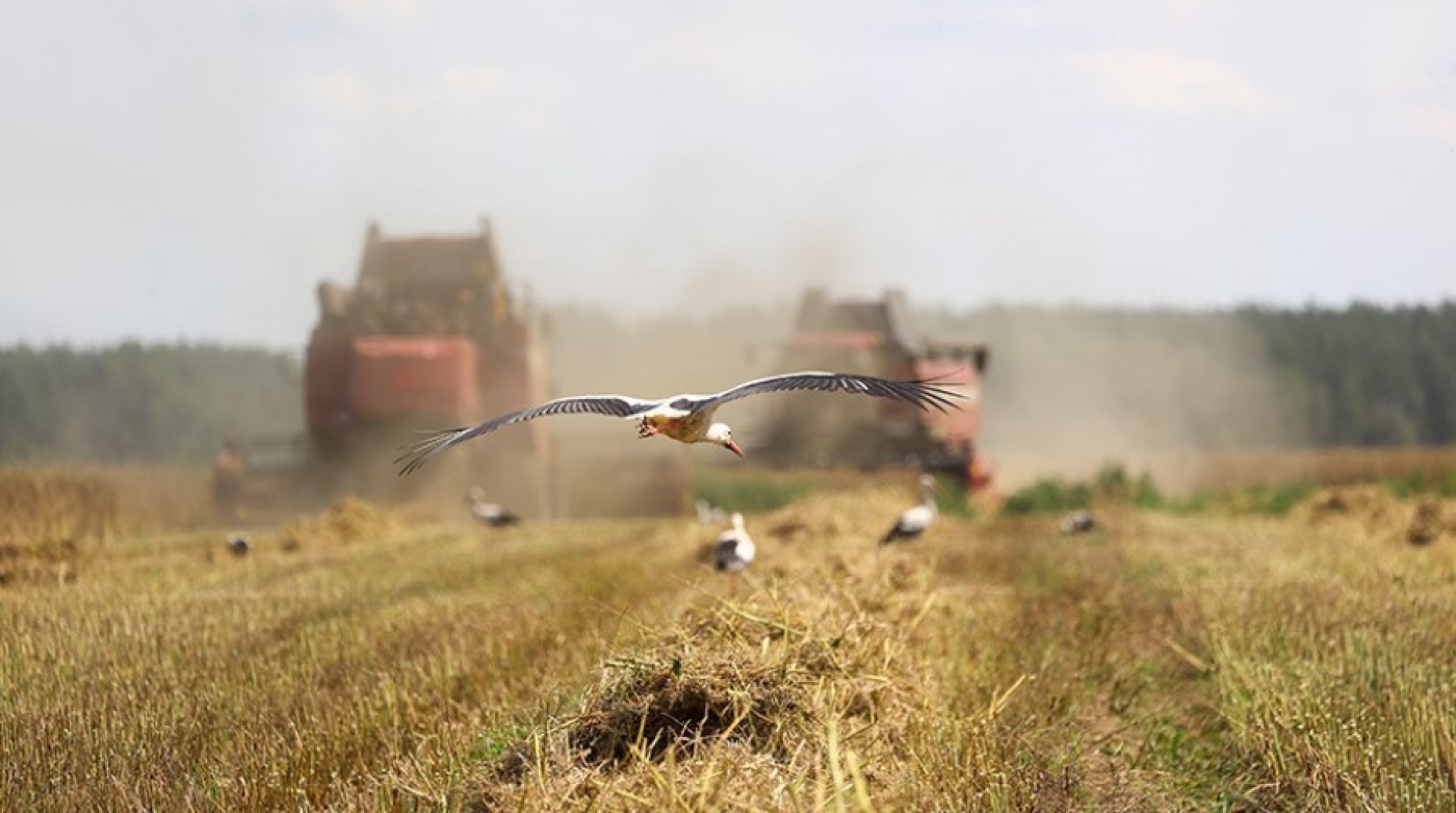 На уборке урожая продолжают работать почти 200 молодежных экипажей и более 70 молодых водителей