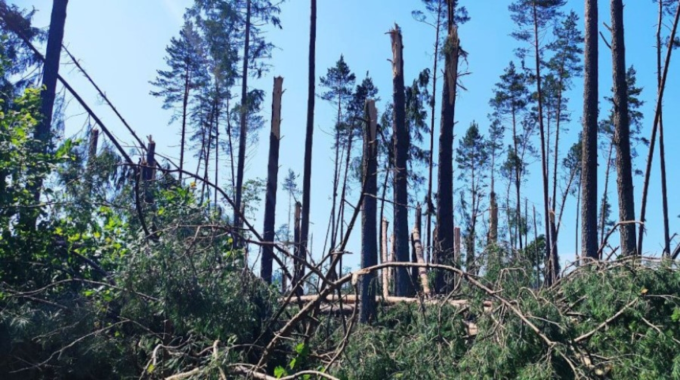 Около 2 тыс. га. Минлесхоз оценил масштаб ветровалов в лесном фонде после недавней стихии