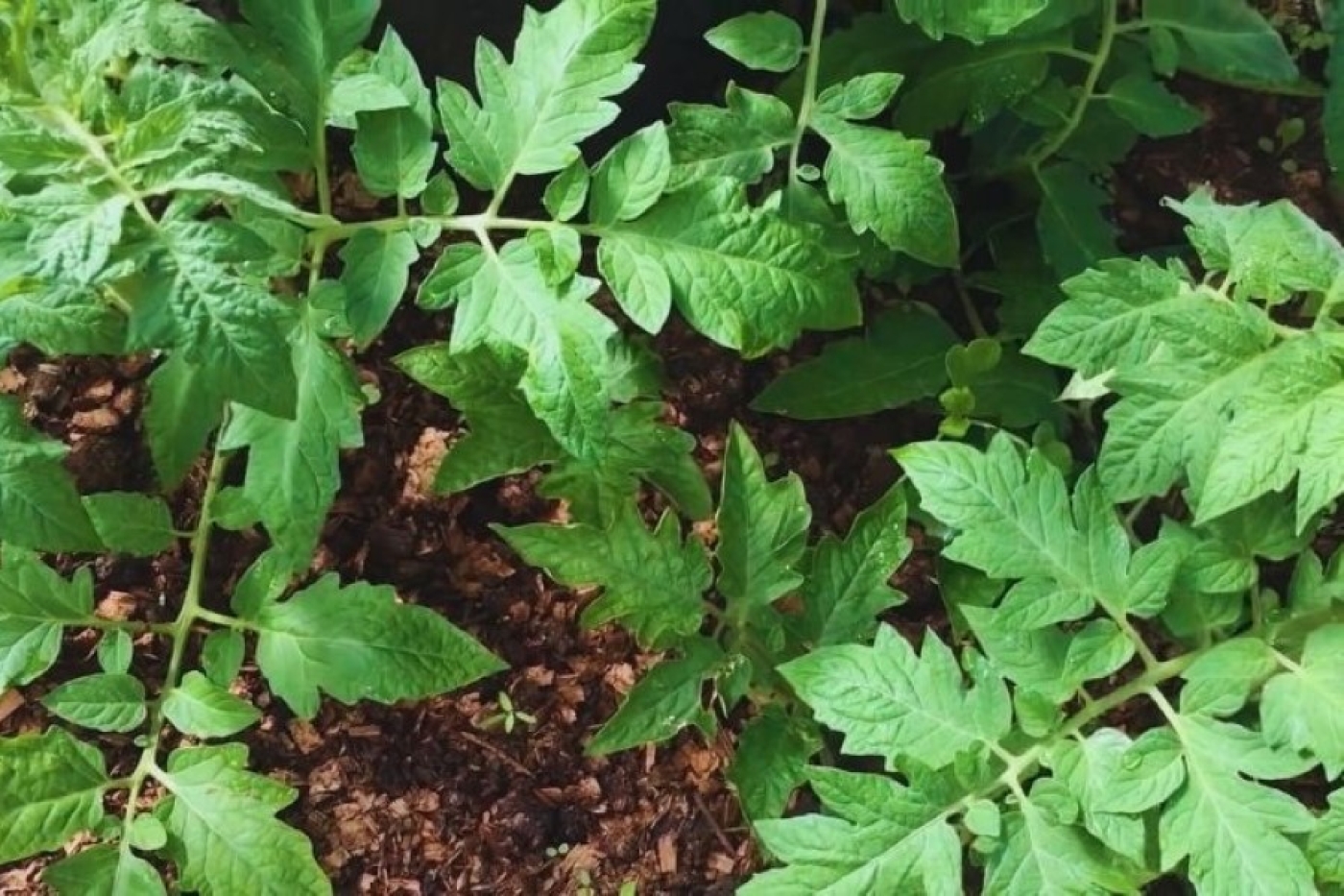 Когда сеять томаты на рассаду в 2026 году: точные сроки и лучшие дни по лунному календарю