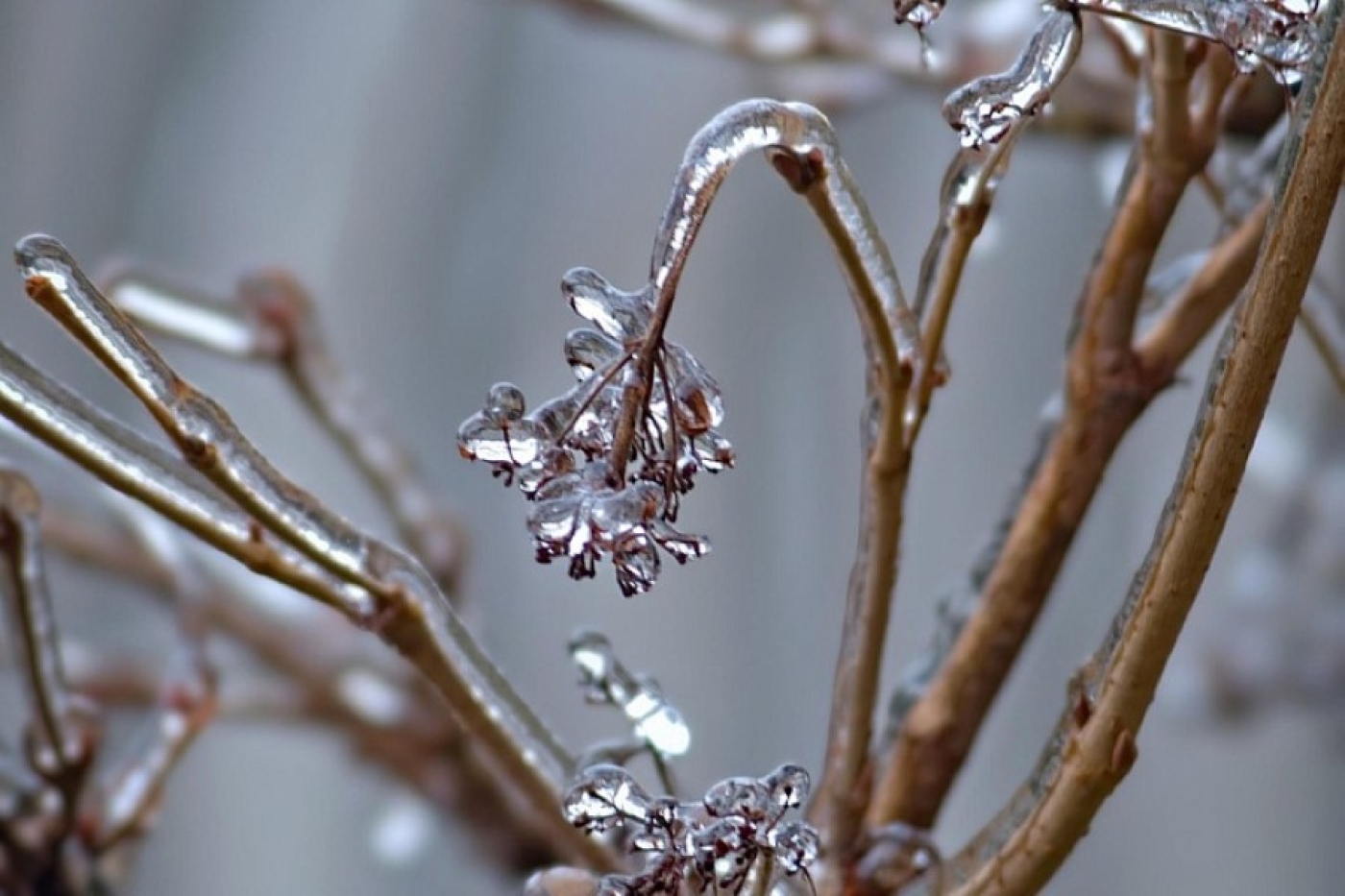 Почему нельзя сбивать лед с веток – главная ошибка садоводов