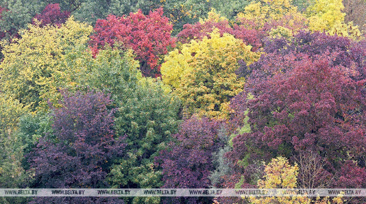 В Борисовском районе спасатели нашли заблудившуюся в лесу женщину