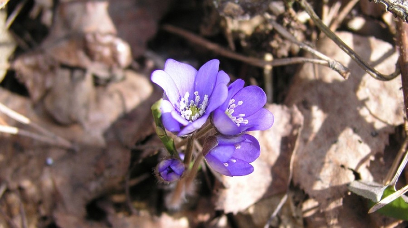 Первоцветы зацвели в Беловежской пуще