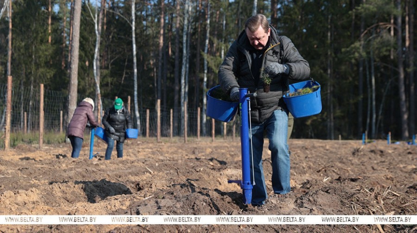 Помощь родному лесу. Члены Совета Республики приняли участие в акции "Лес! Дабро! Парадак!" в Столбцовском районе