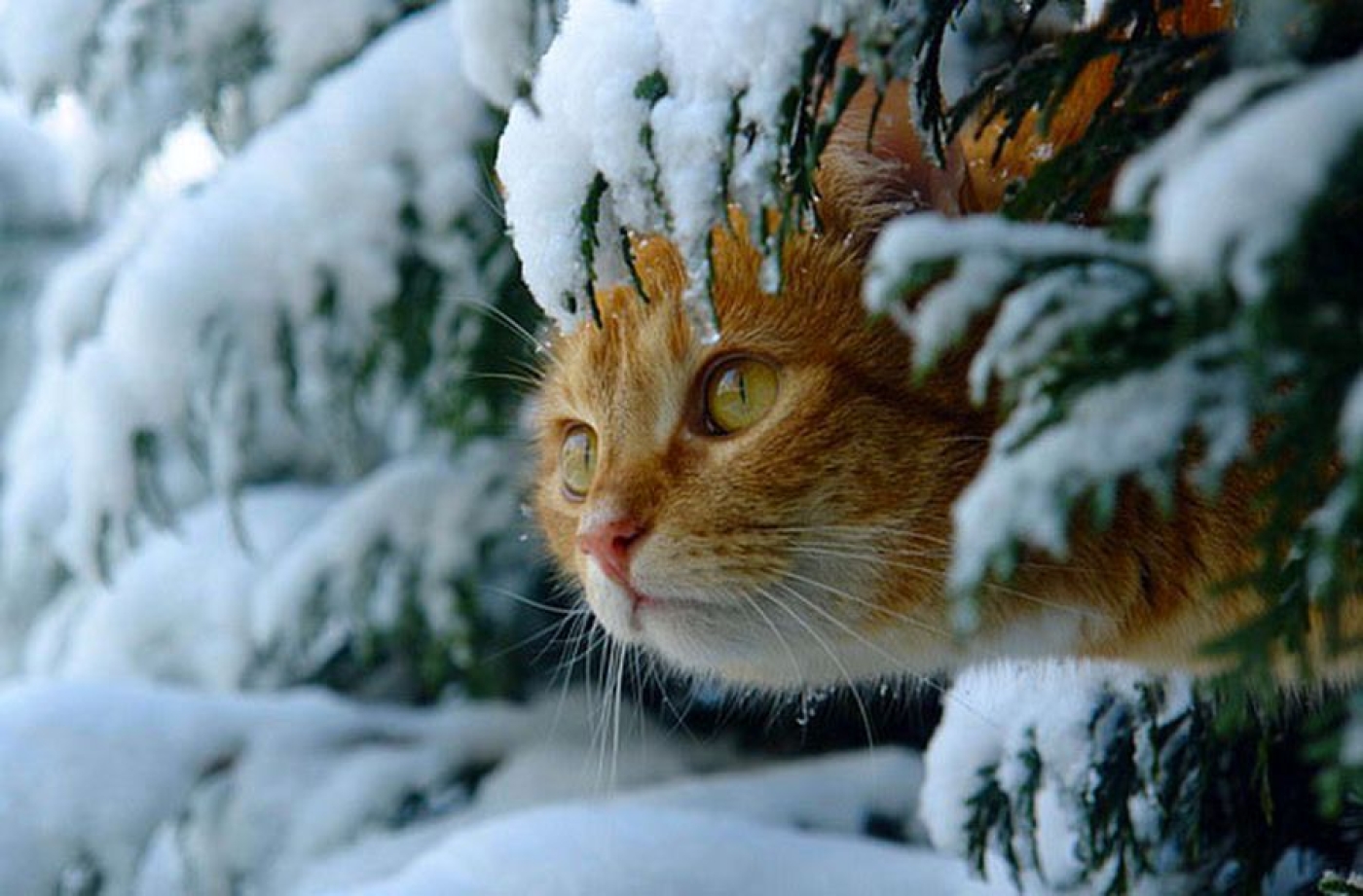 Перед наступлением зимы некоторые животные. Зимний кот. Кошки зимой. Кот в снегу. Снежное утро.