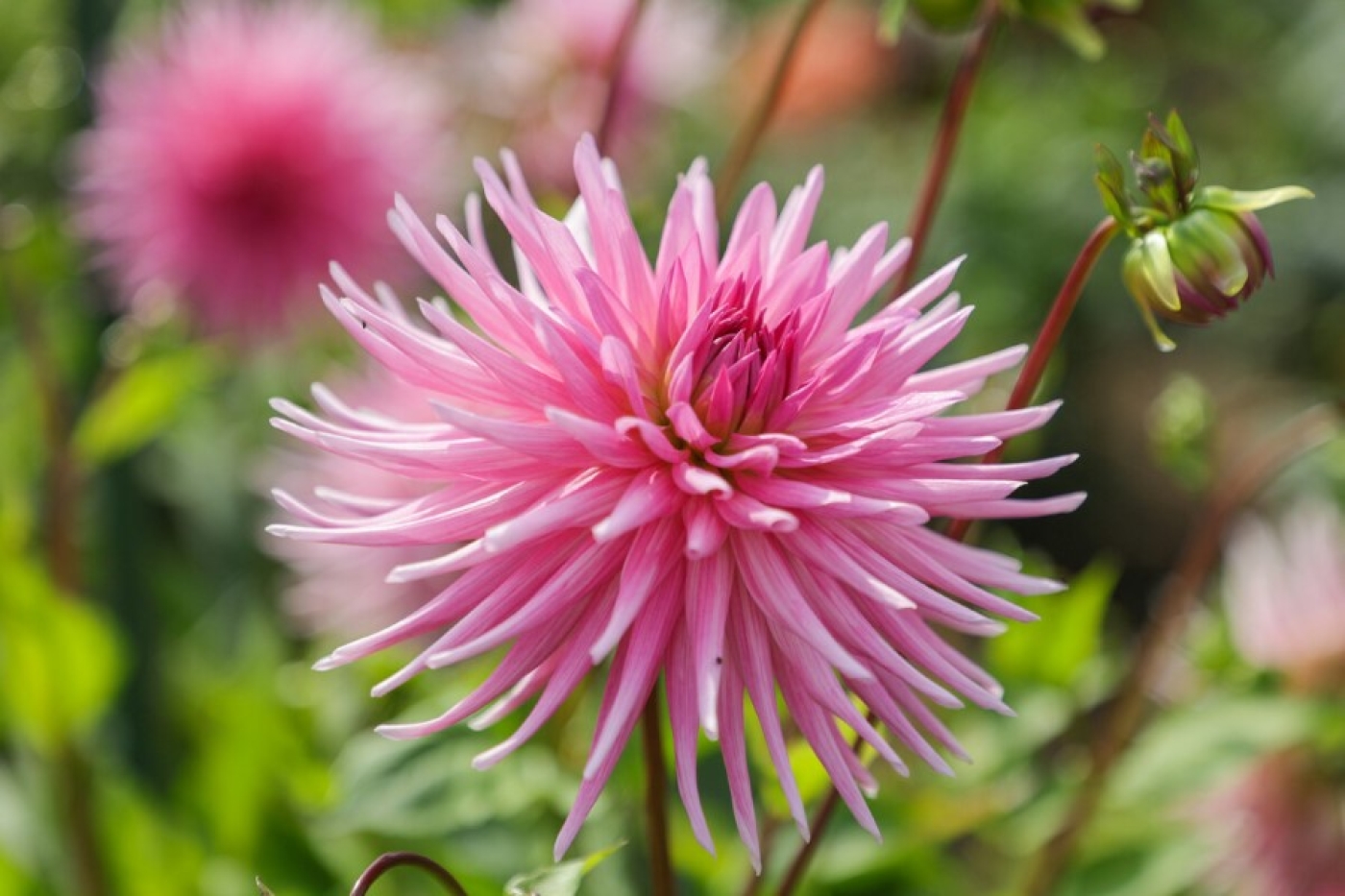 Погода в Беларуси 2 сентября: без осадков и от +8 °С до +30 °С