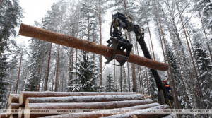 Глава Минлесхоза: в отрасли достаточно техники для устранения последствий стихии