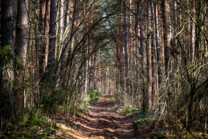 Ограничения на посещение лесов действуют в 74 районах страны