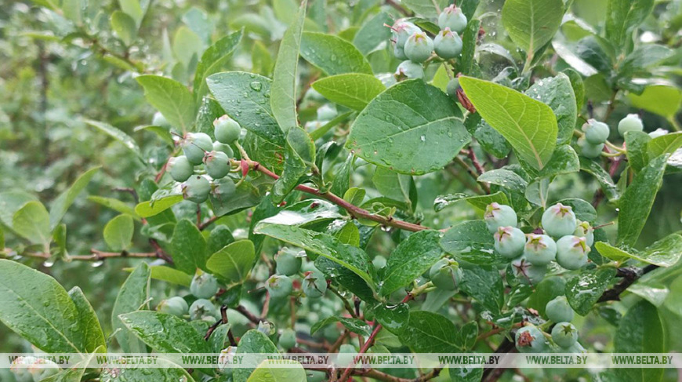 Кратковременные дожди и +27°С ожидается сегодня в Беларуси