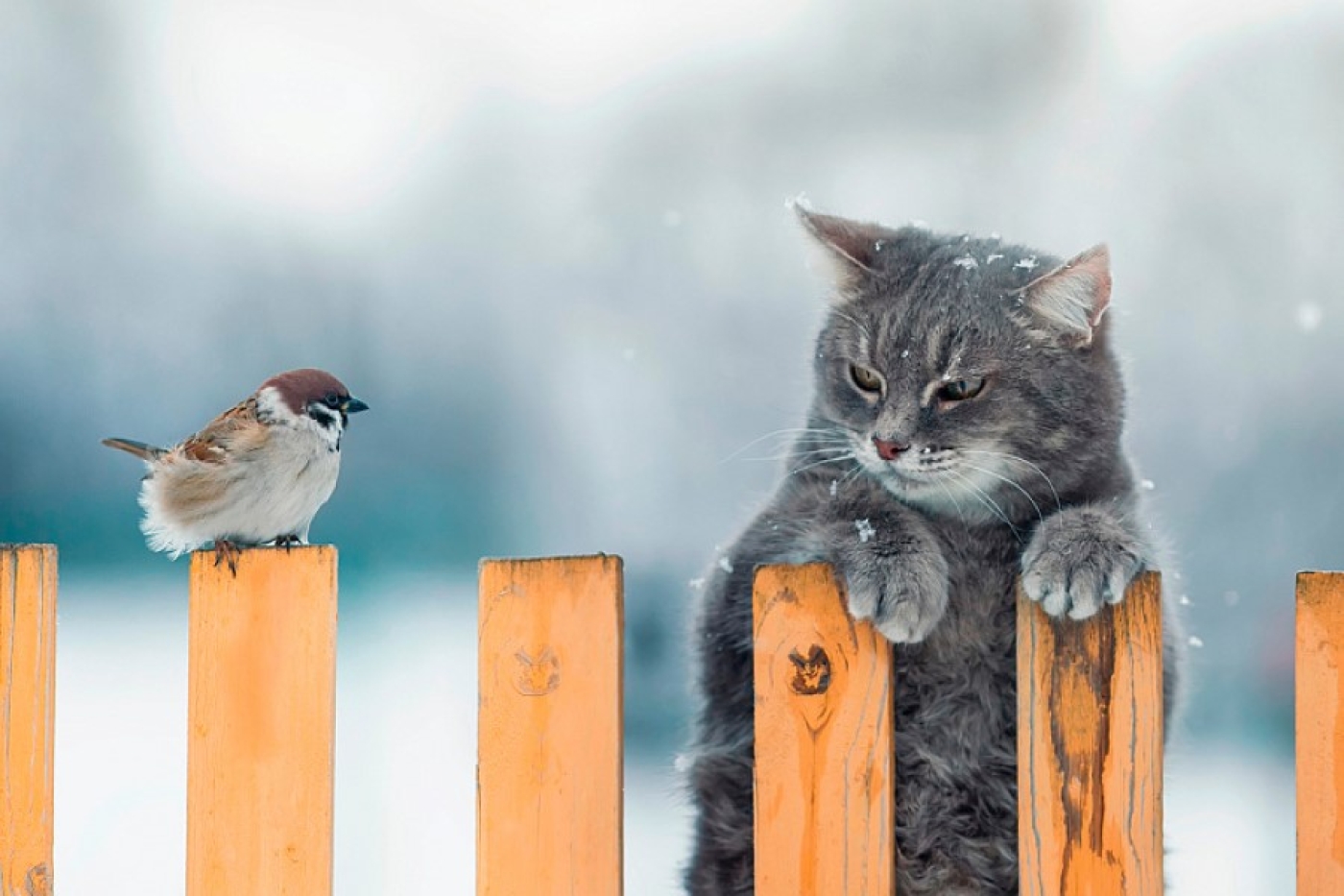 Морозный характер сохранится. Рябов рассказал о погоде в Беларуси с 19 по 25 января