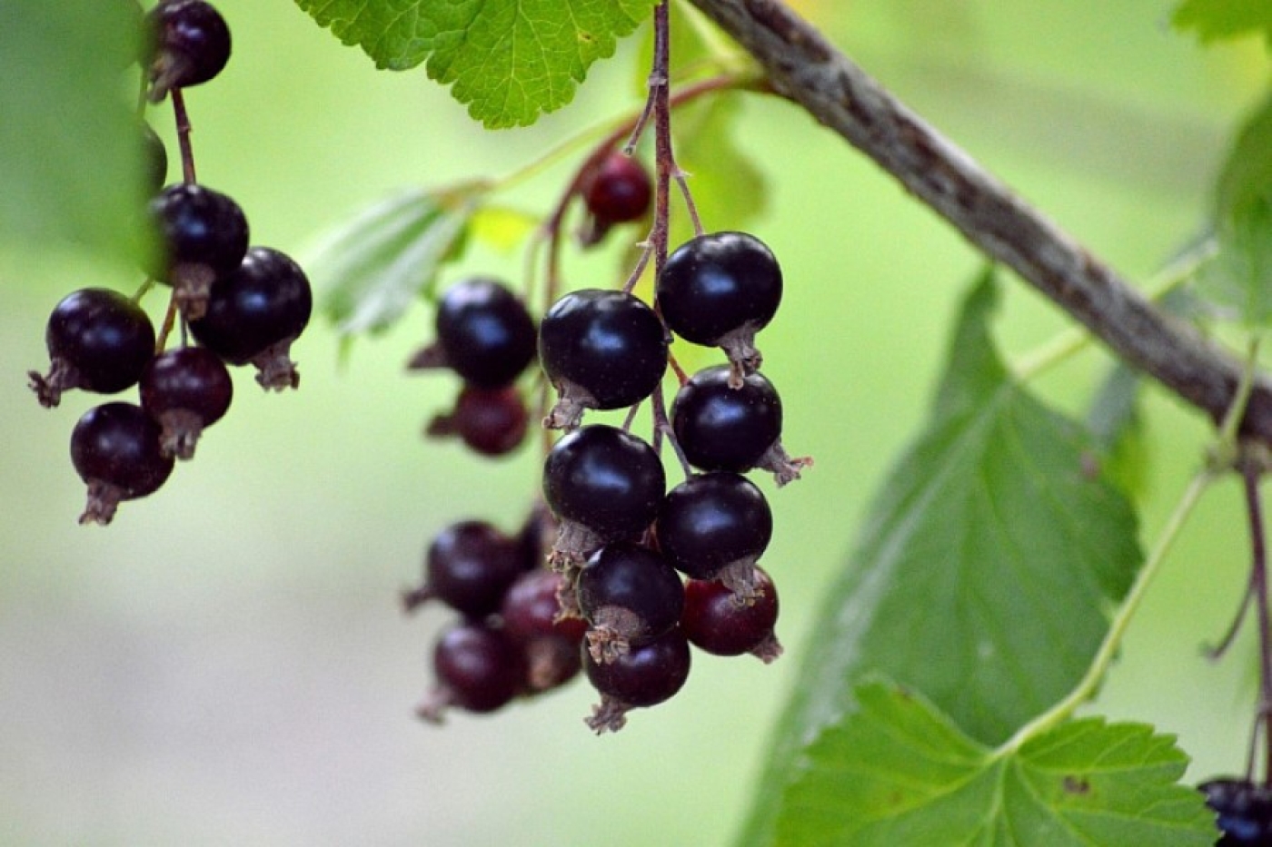 Спасаем смородину от тли: два мощных удара по вредителю