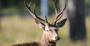 Открылась охота на копытных – лося, оленя и лань