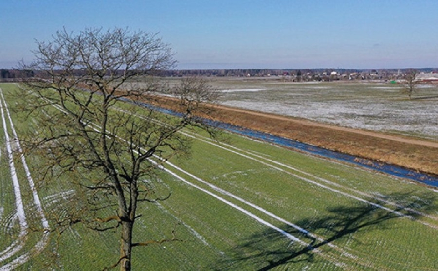 Повлияли морозы. На полях Минской области отмечается незначительная гибель озимых