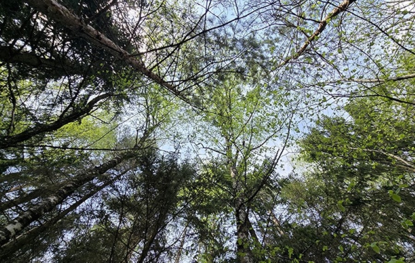 В Беларуси за сутки в лесах потерялись восемь человек