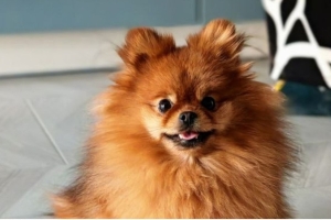 Владельцам жилья поступают напоминания о необходимости зарегистрировать домашнее животное. Как это сделать?