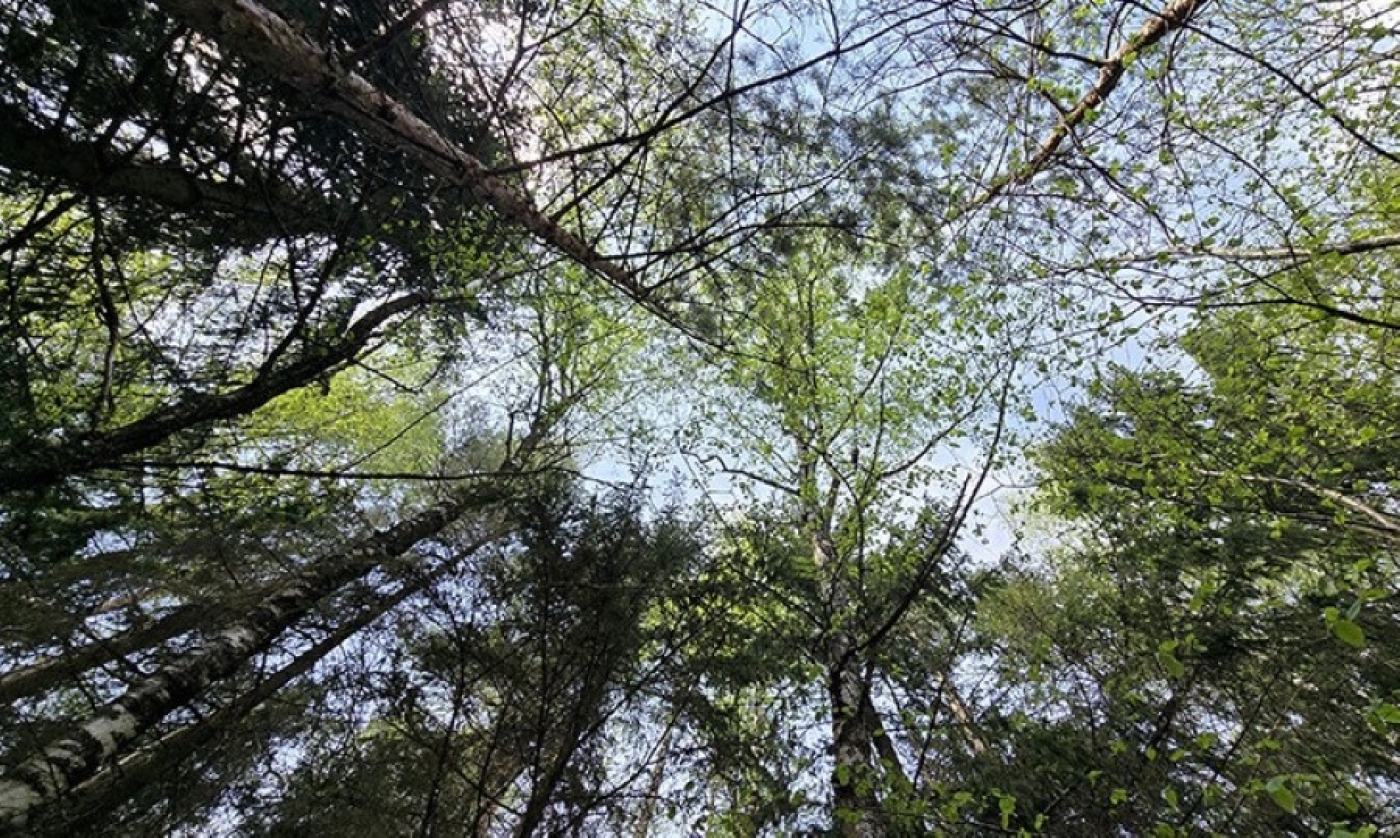 В Борисовском районе спасатели нашли заблудившихся грибников