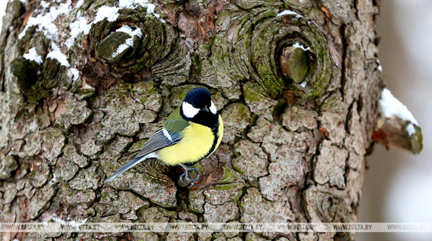 Оранжевый уровень опасности из-за сильного ветра объявлен в Беларуси 11 февраля