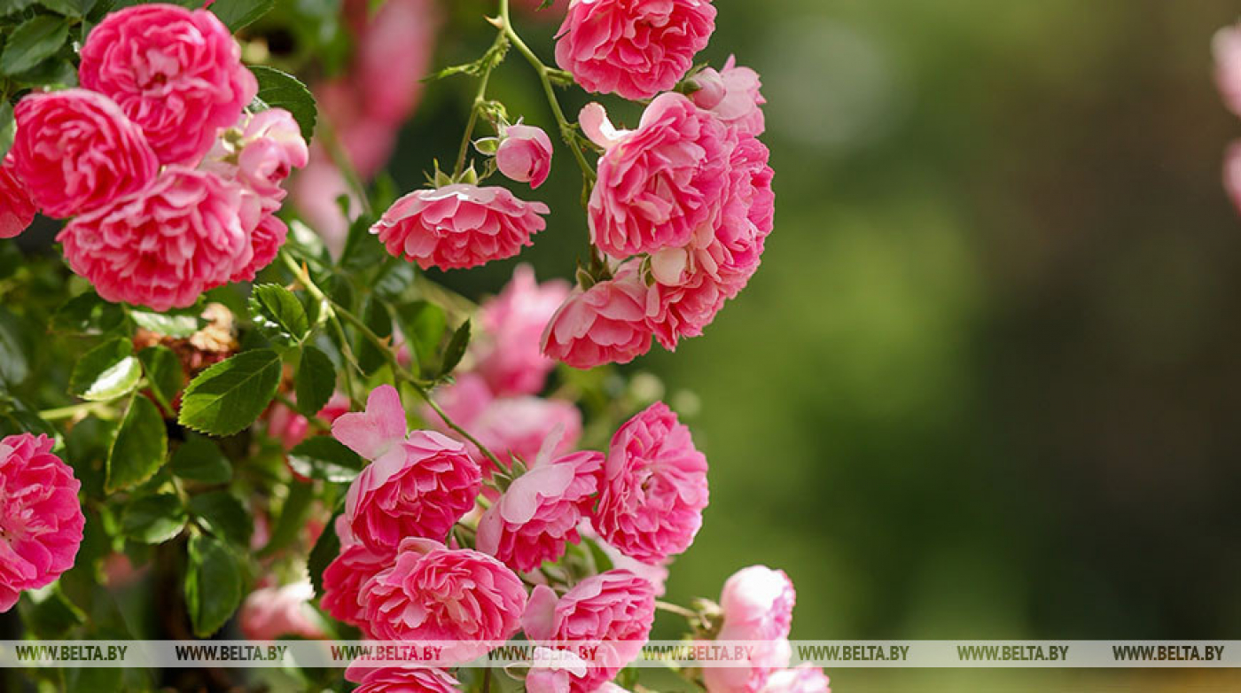 Дожди и до +29°С ожидается в Беларуси 27 июля