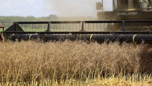 В Беларуси началась уборка озимого рапса