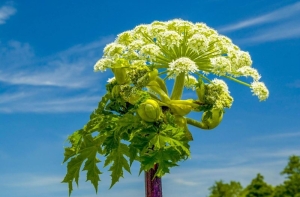 Как в Беларуси борются с инвазивными растениями