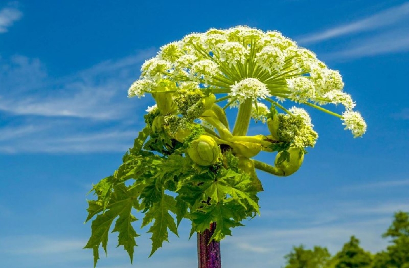 Как в Беларуси борются с инвазивными растениями