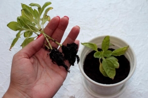 Почему желтеет рассада — основные причины и их решения