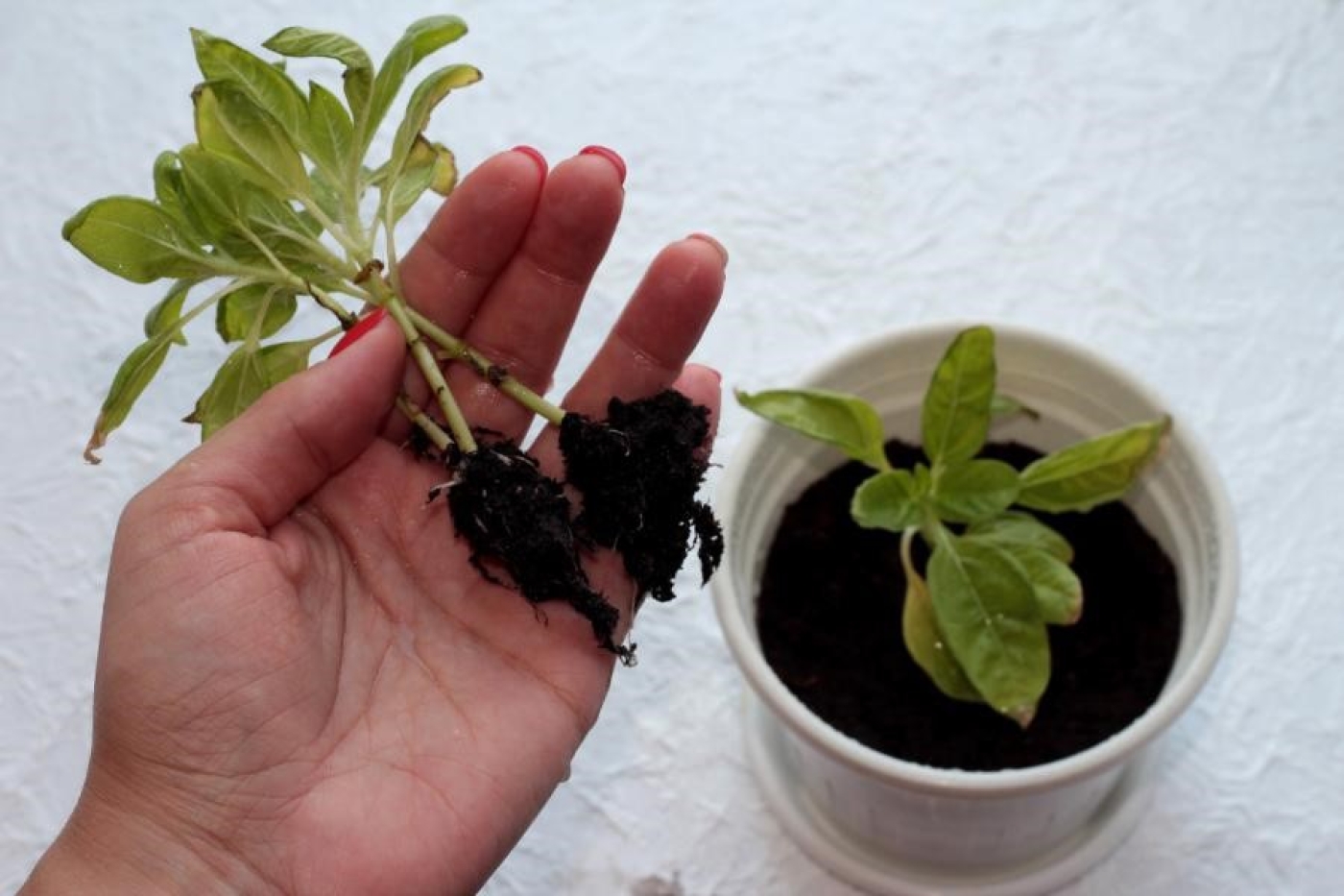 Почему желтеет рассада — основные причины и их решения