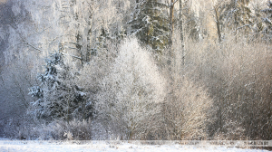 Минприроды предлагает обсудить преобразование республиканского заказника "Белая Русь"