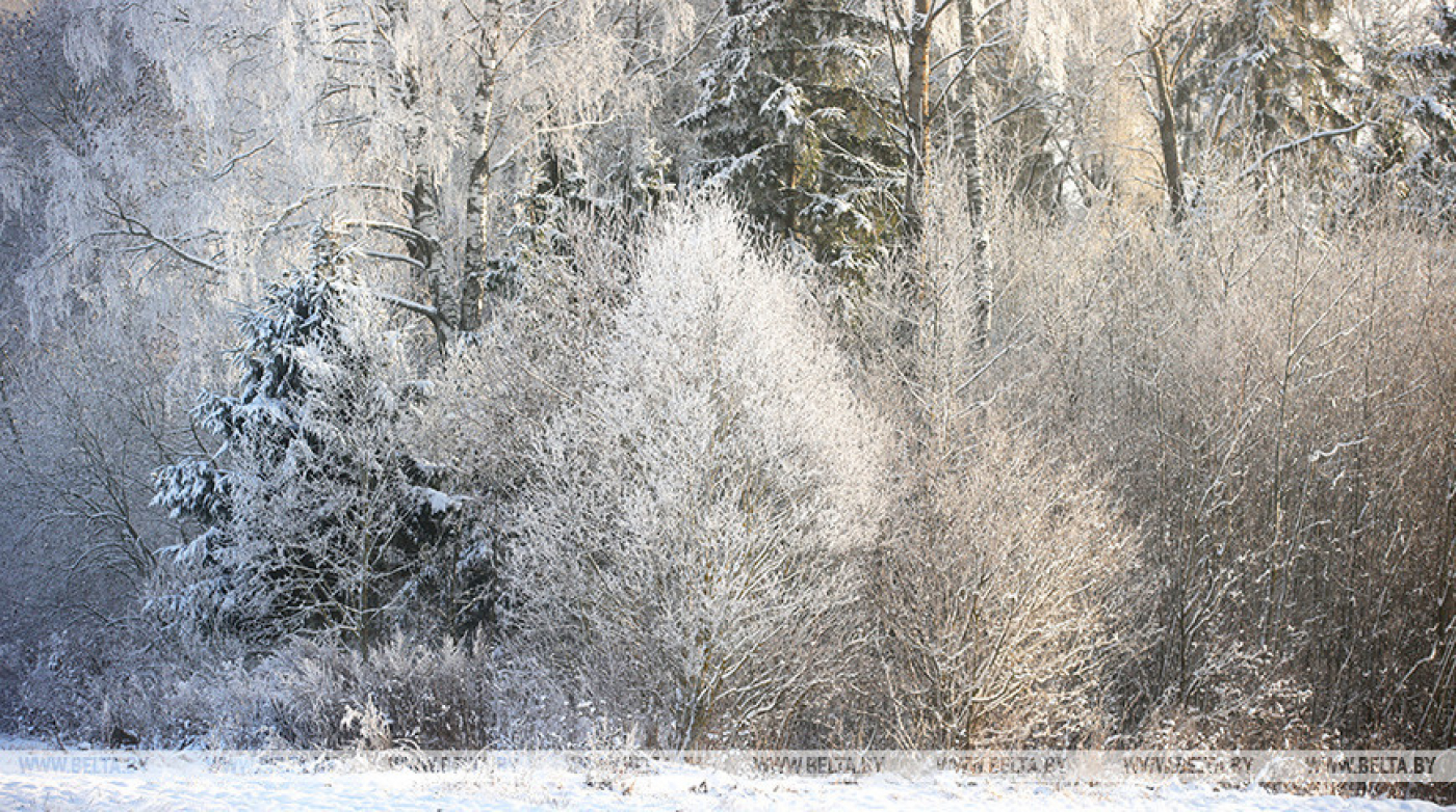Минприроды предлагает обсудить преобразование республиканского заказника "Белая Русь"