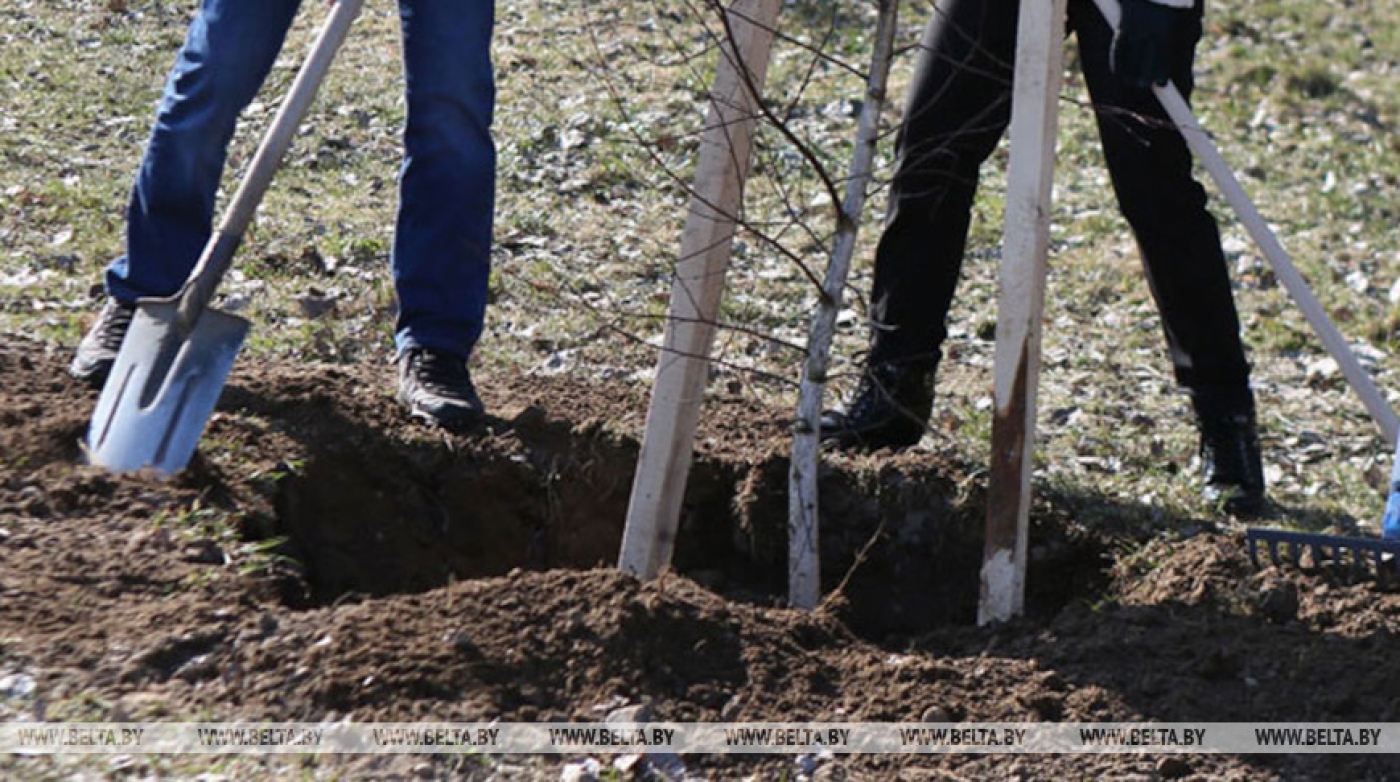 В ходе единого дня озеленения в Минской области высадили 8 тыс. деревьев