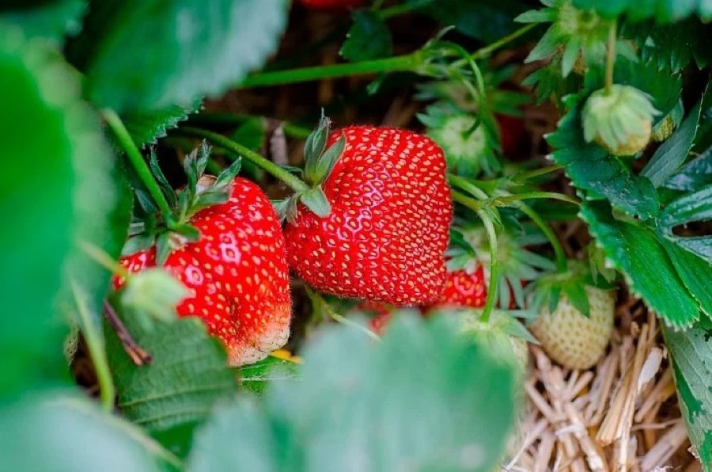 Если клубника вымерзла после зимы, ее можно спасти