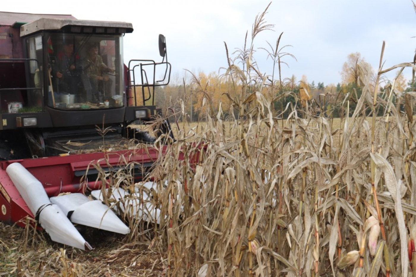 Спачатку ўбіралі збожжа, а сёння - зерне