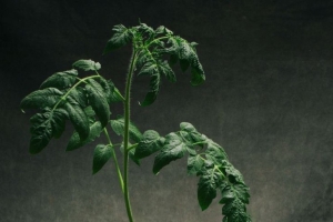 Рассада томатов будет крепкой и зеленой: одна листовая обработка, которая творит чудеса