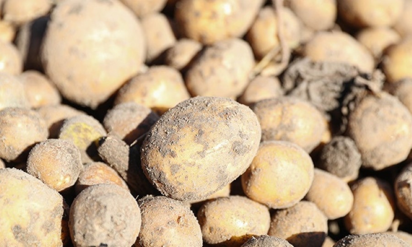 МАРТ проверил наличие и качество картофеля в магазинах. Какие нарушения выявили?