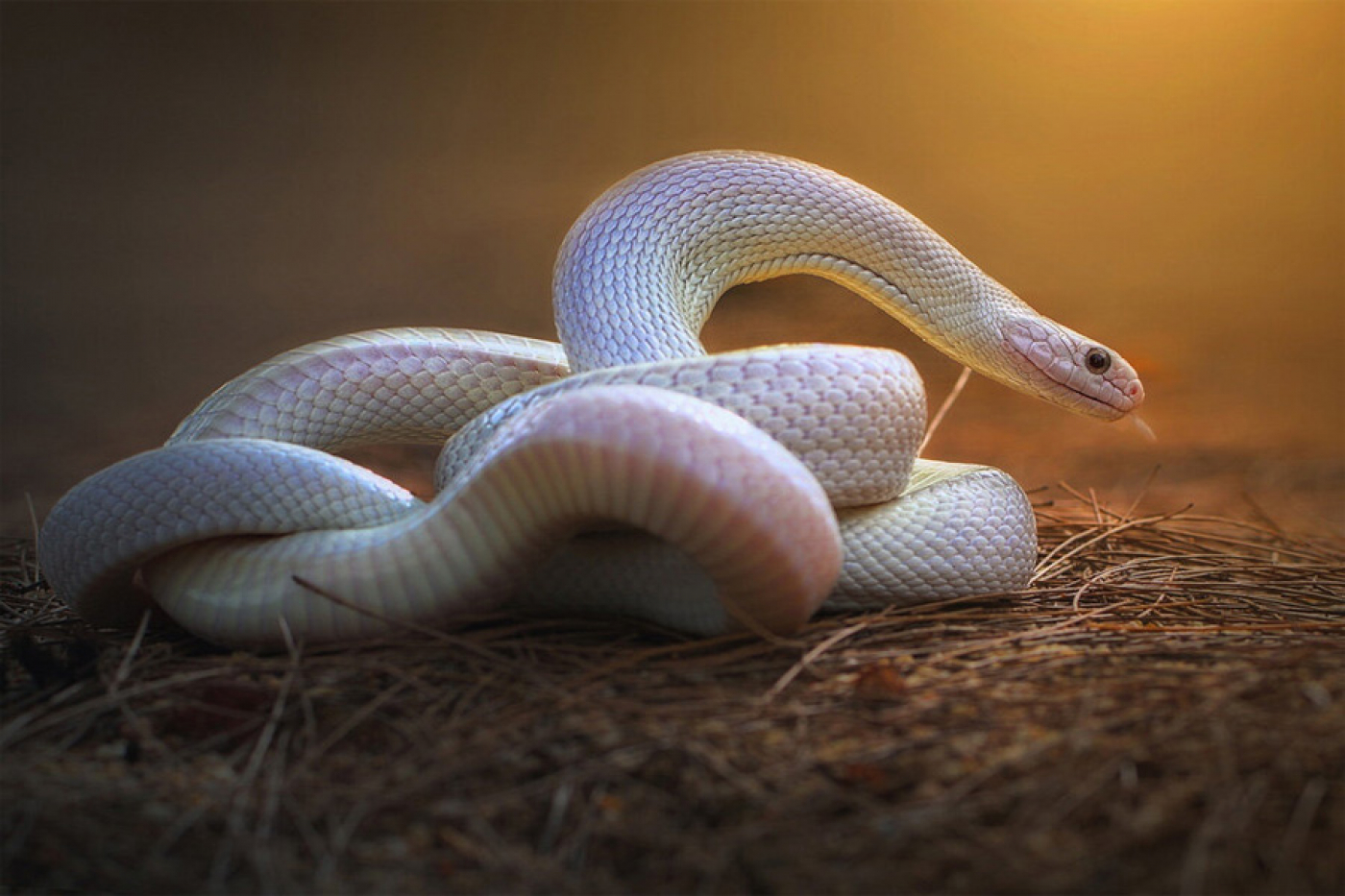 Врач рассказал, что нужно знать про последствия укуса змеи