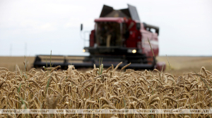 Зерновые и зернобобовые в Беларуси убраны с 16% площадей
