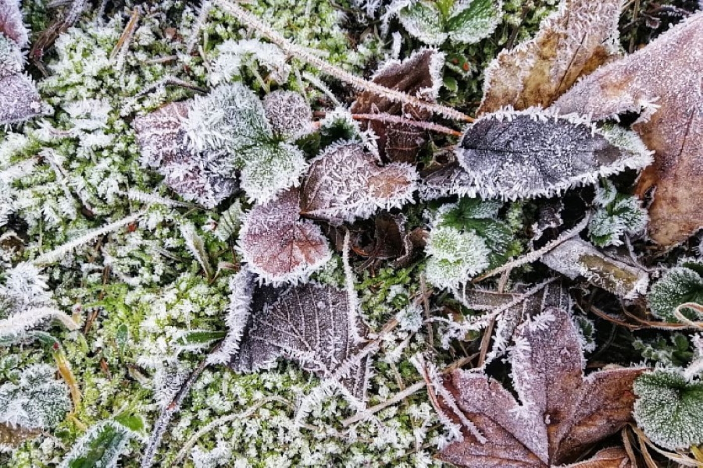 Заморозки повредили растения: сделайте это, чтобы спасти урожай