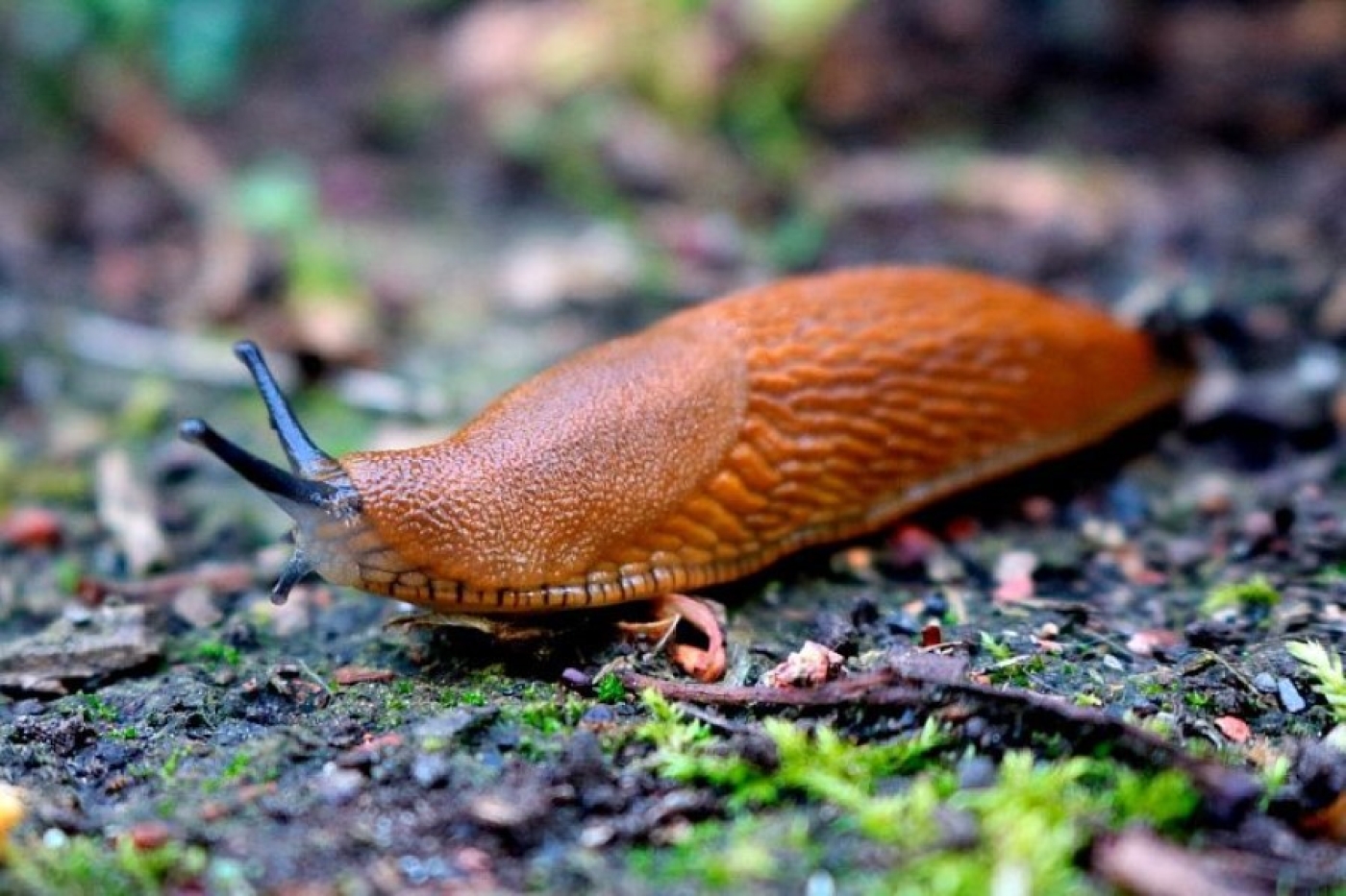 Сделайте это – колонии моллюсков сбегут с участка