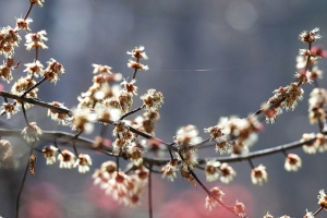 Облачно и без осадков. Чем порадует погода 25 марта, рассказали синоптики