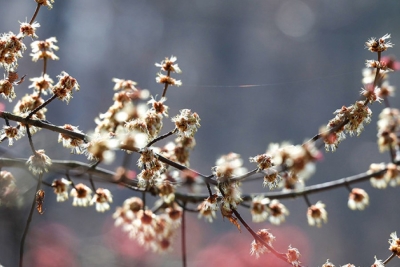 Облачно и без осадков. Чем порадует погода 25 марта, рассказали синоптики