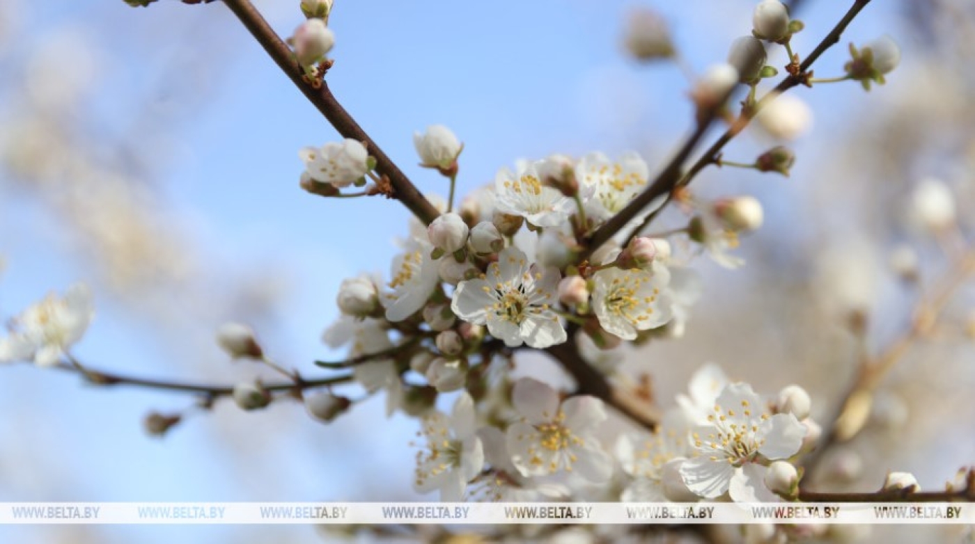 В Беларуси цветут плодовые деревья