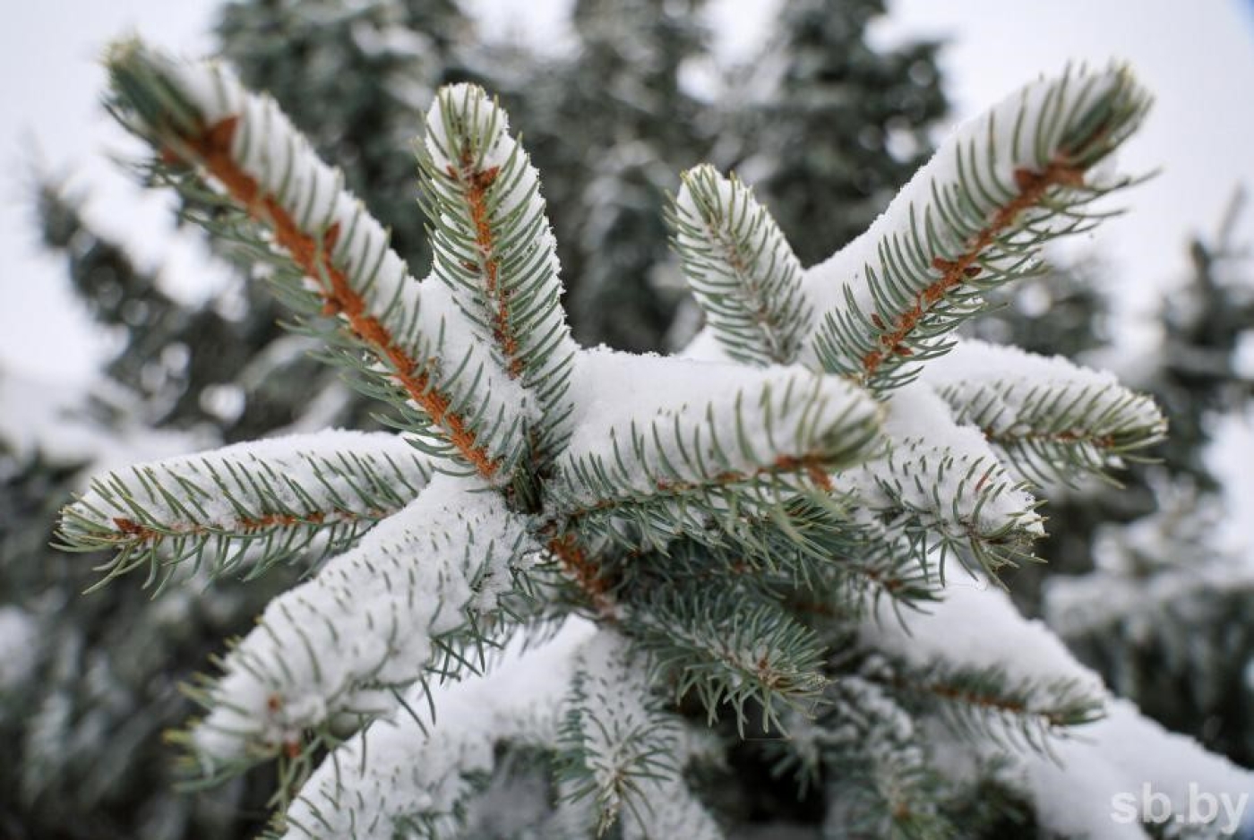 Прогноз погоды на 17 декабря: туман, слабый гололед и от –3 °С до +6 °С