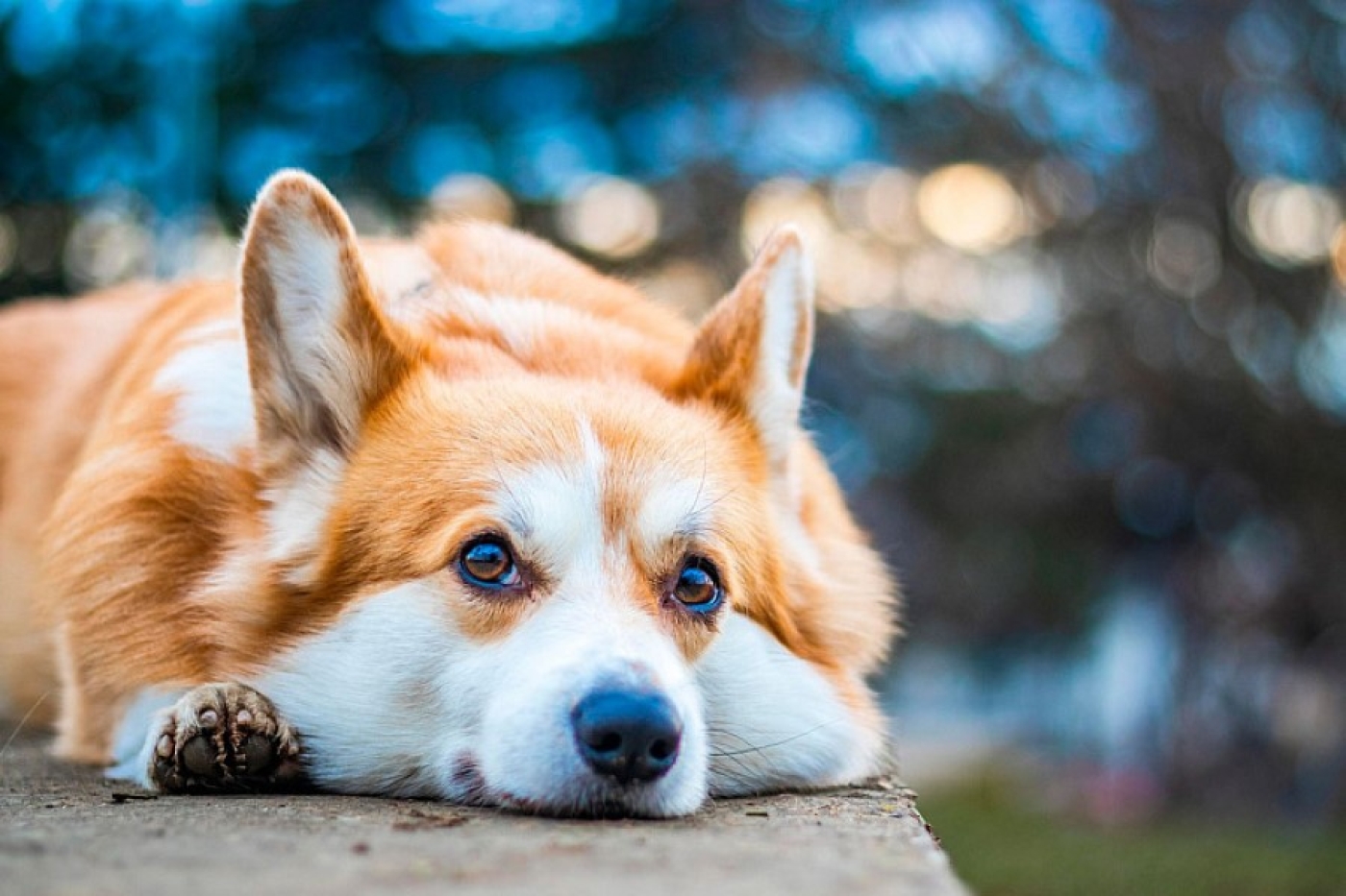 Когда в Беларусь придут первые заморозки и снег, рассказали синоптики