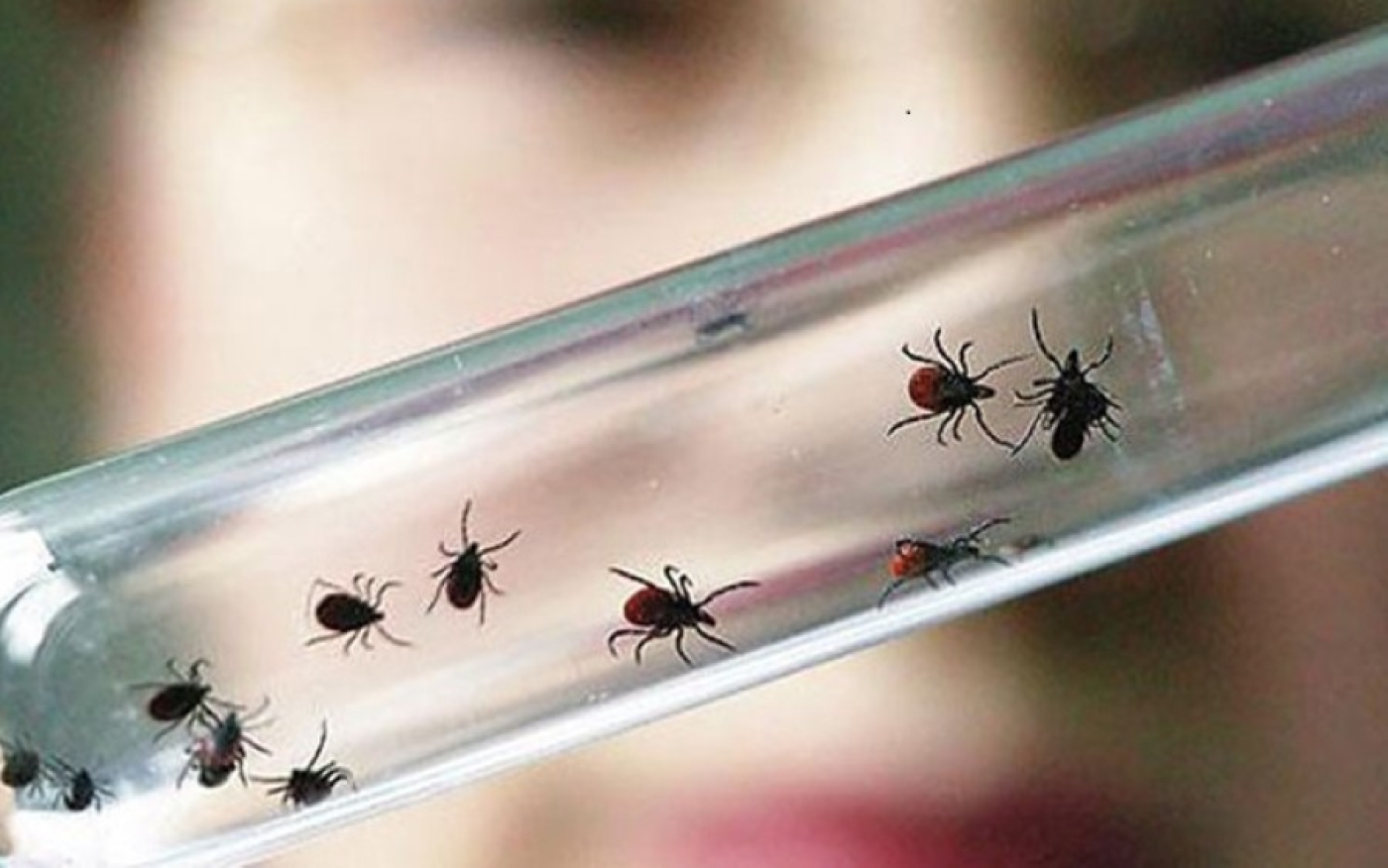 Из-за укусов клещей в Беларуси с начала года за медицинской помощью обратились 17 человек