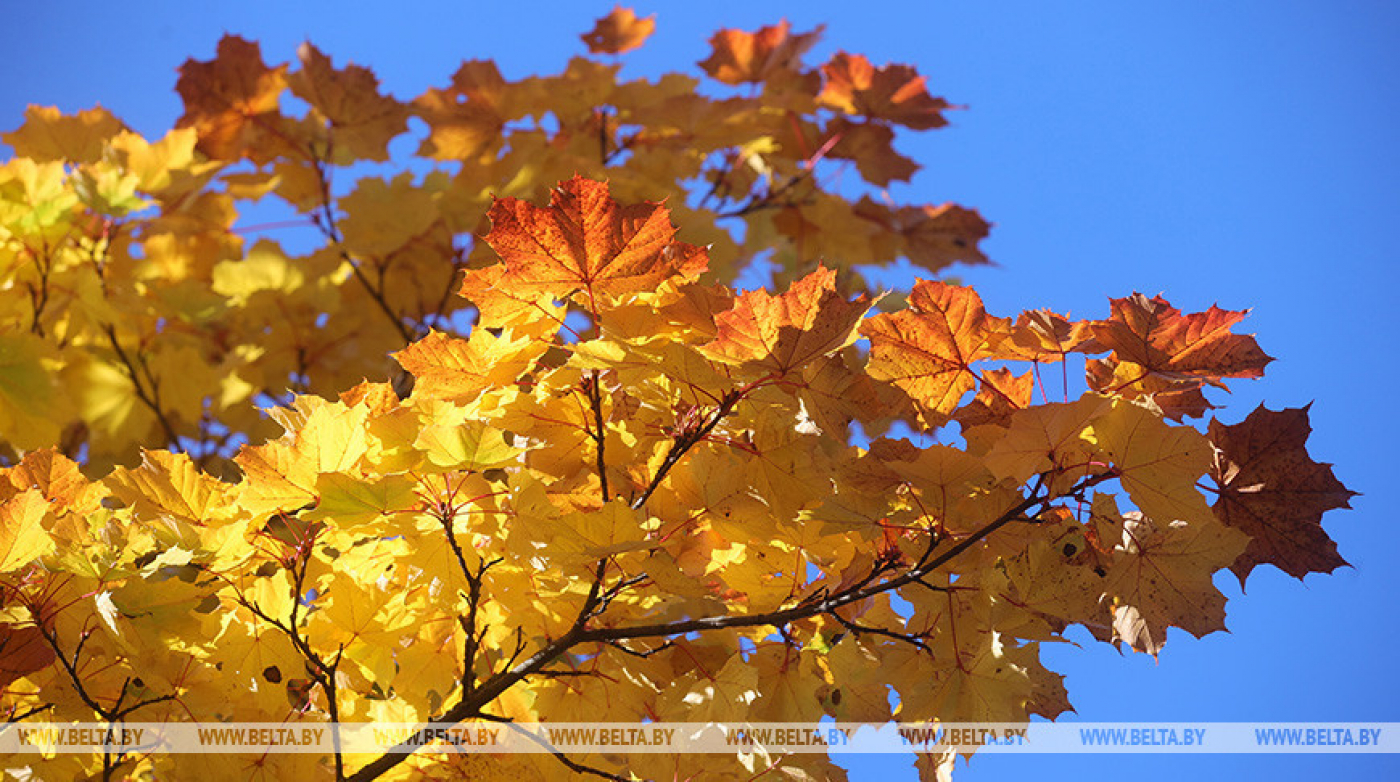 До +17°С и преимущественно без осадков ожидается в Беларуси 15 октября