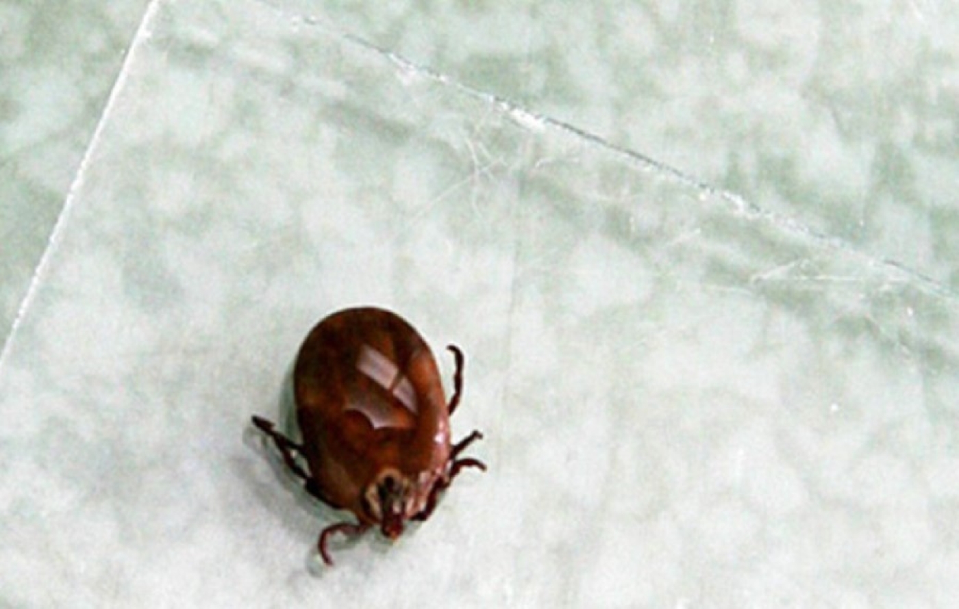 Укусил клещ. Что делать, рассказала врач