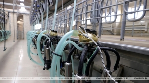 Прорыв и большие перспективы. В Миноблисполкоме проанализировали работу животноводческой отрасли